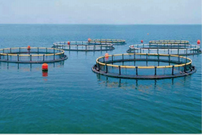 DEEP SEA CULTIVATION CAGES